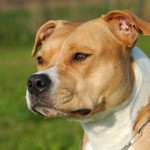 Pit Bull Victims Speak Out