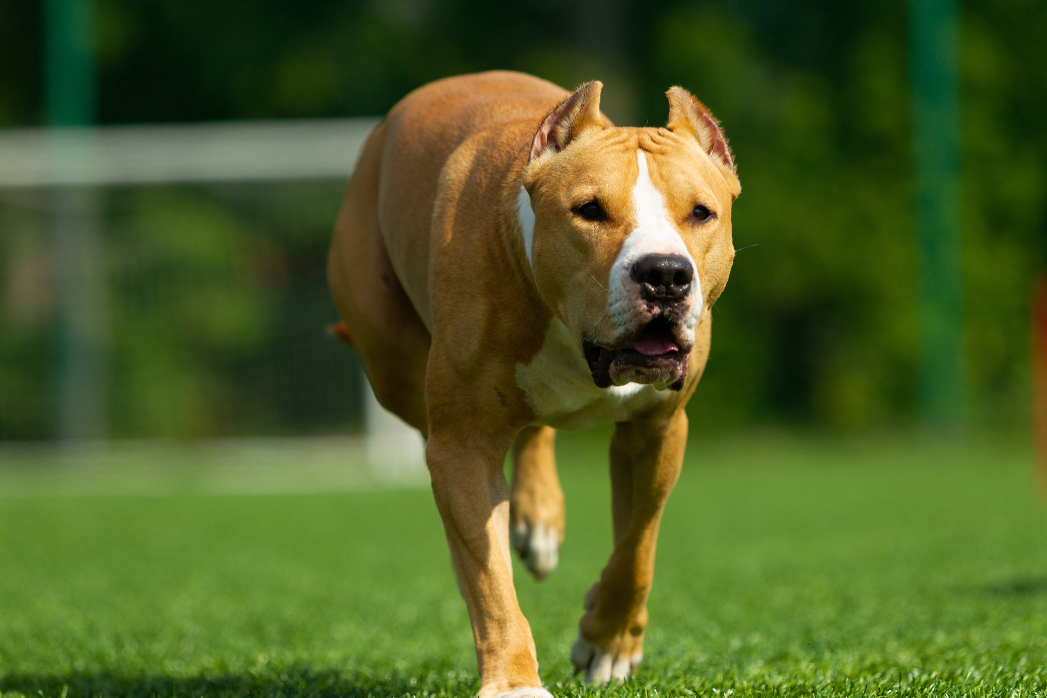 Off-Leash Pit Bull Attacks 2 in Petco